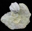 Blastoid (Pentremites) Fossil - Illinois #60132-1